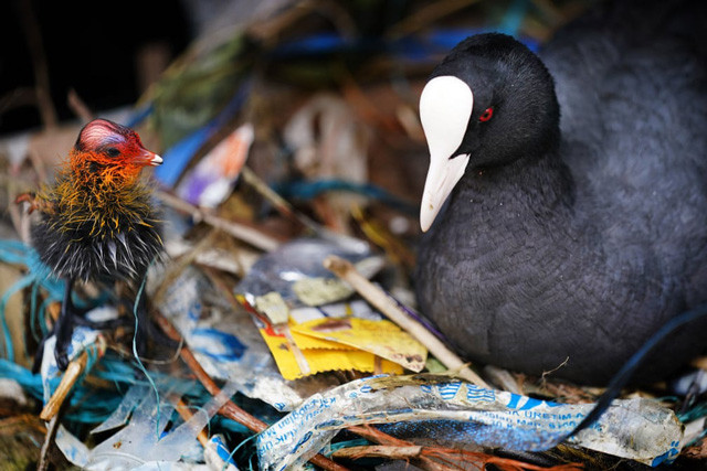 him cuốc Á-Âu chăm con trên chiếc tổ toàn rác, cảnh báo sự ô nhiễm môi trường tại trên sông Thames, Vương quốc Anh. Ảnh: Victoria Jones.