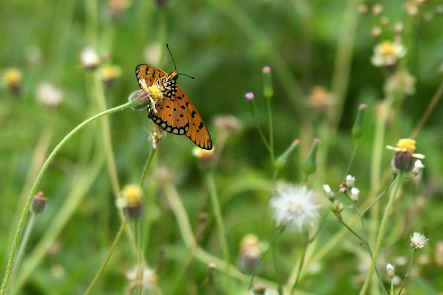 on bướm đang hút mật hoa trên một cánh đồng ở Singapore Ảnh: Roslan Rahman.