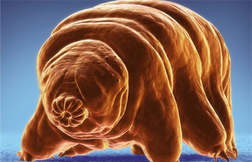 Những loài động vật với khả năng kỳ lạ ảnh 4