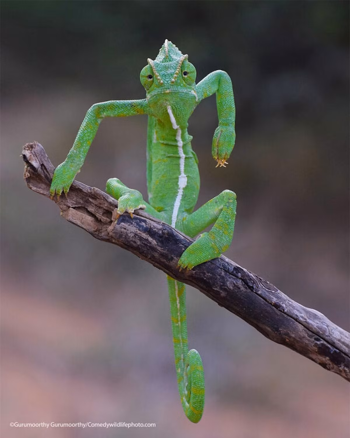 Một chú tắc kè xanh lá đầy phong cách của tác giả Gurumoorthy K trong cuộc thi nhiếp ảnh về những khoảnh khắc hài hước trong thế giới tự nhiên.