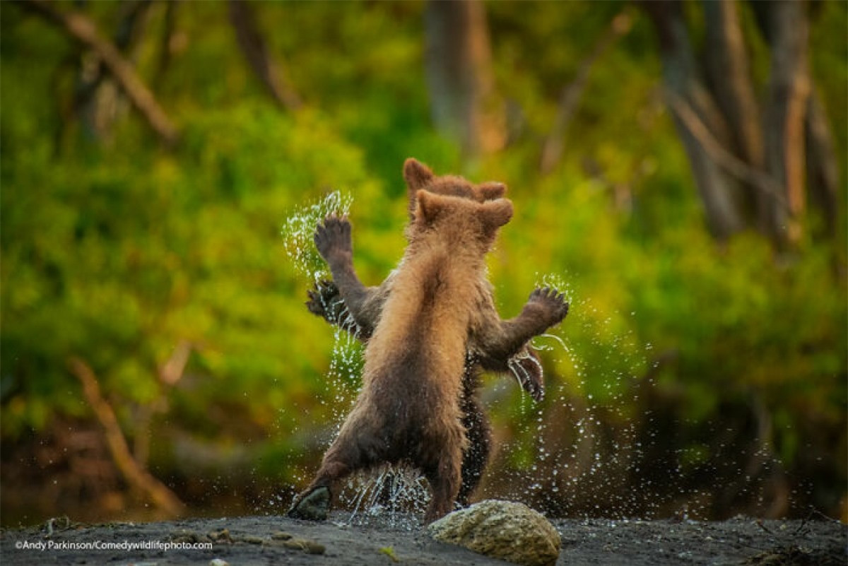 br/> "Hãy cùng nhau nhảy nào" là thông điệp trong bức ảnh của Andy Parkinson với 2 chú gấu con đang chơi đùa vui vẻ với nhau.