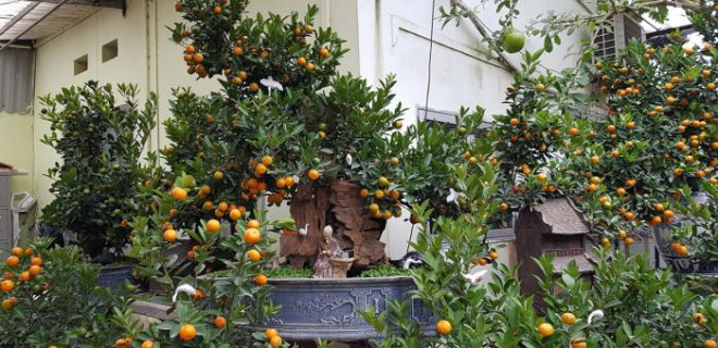 Quất cảnh chơi Tết giá chục triệu đồng vẫn đắt hàng Quat canh choi Tet gia chuc trieu dong van dat hang