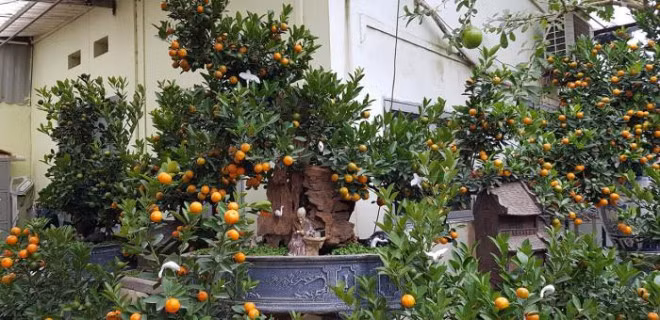 Quat canh choi Tet gia chuc trieu dong van dat hang