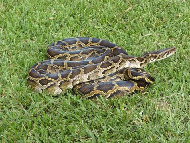 Co che nao giup ran khong bao gio bi nhiem noc doc cua chinh minh-Hinh-2