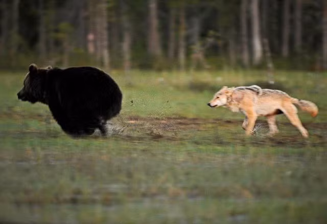 Hai loai da thu hung han nhat rung xanh ket thanh doi ban than-Hinh-2