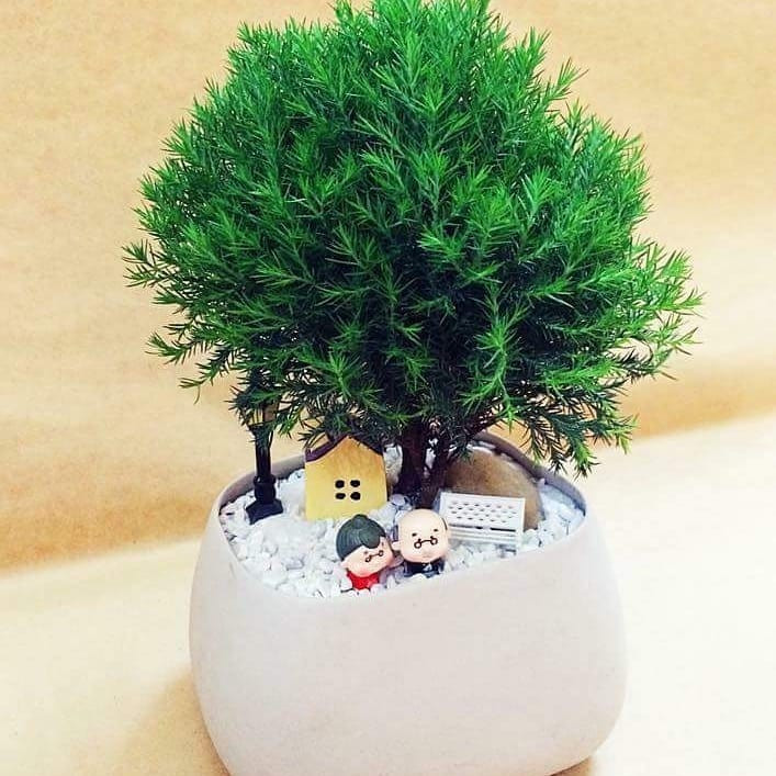 Mua ngay 5 loại cây này đặt trên bàn làm việc để hút tài lộc - Hình 3 Mua ngay 5 loai cay nay dat tren ban lam viec de hut tai loc-Hinh-3