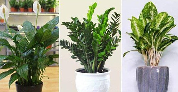 8 loai cay trong trong nha hut loc khi, 2 loai cay tranh xa keo mang hoa