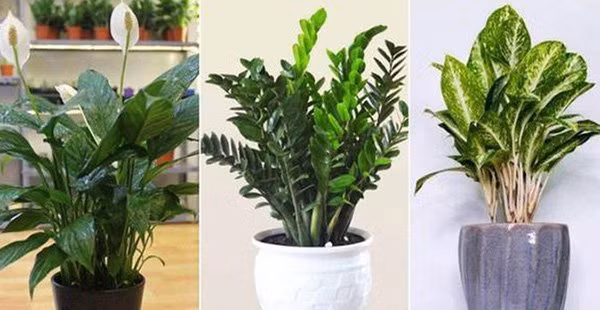 8 loai cay trong trong nha hut loc khi, 2 loai cay tranh xa keo mang hoa