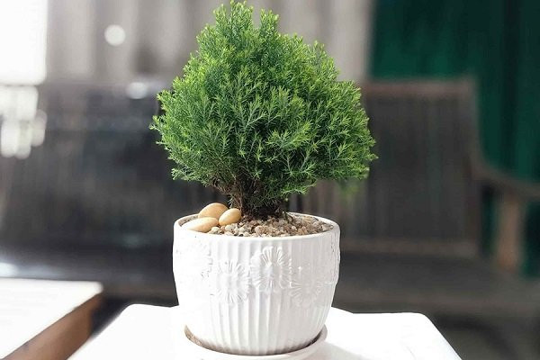 8 loai cay trong trong nha hut loc khi, 2 loai cay tranh xa keo mang hoa-Hinh-2