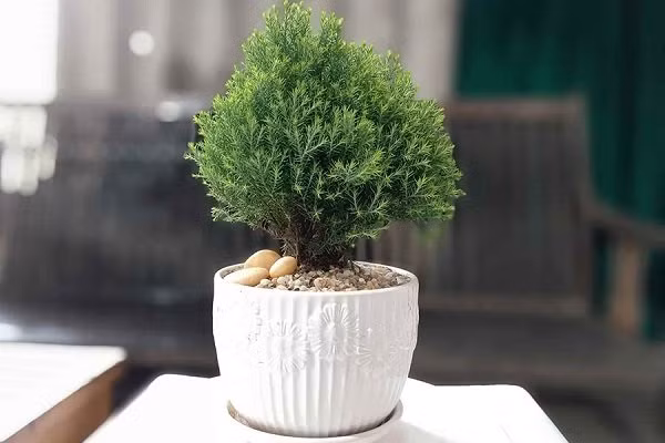 8 loai cay trong trong nha hut loc khi, 2 loai cay tranh xa keo mang hoa-Hinh-2