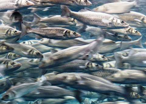 Nhung hien tuong thien nhien ky bi thach thuc khoa hoc-Hinh-5