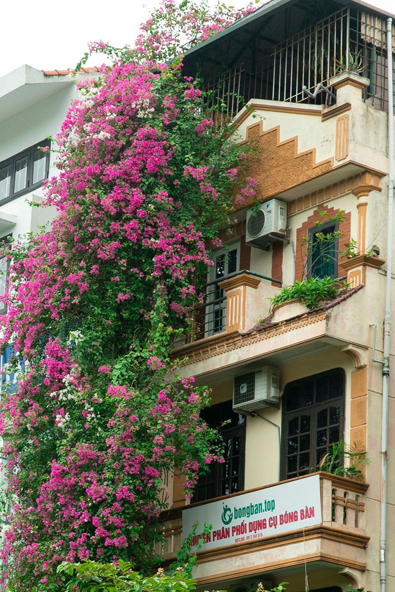 Ngôi nhà có mặt tiền hoa giấy cực lãng mạn khiến ai nhìn cũng mê - Hình 11 Ngoi nha co mat tien hoa giay cuc lang man khien ai nhin cung me-Hinh-11