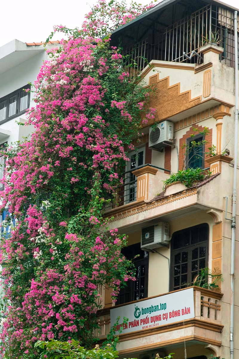 Ngoi nha co mat tien hoa giay cuc lang man khien ai nhin cung me-Hinh-11