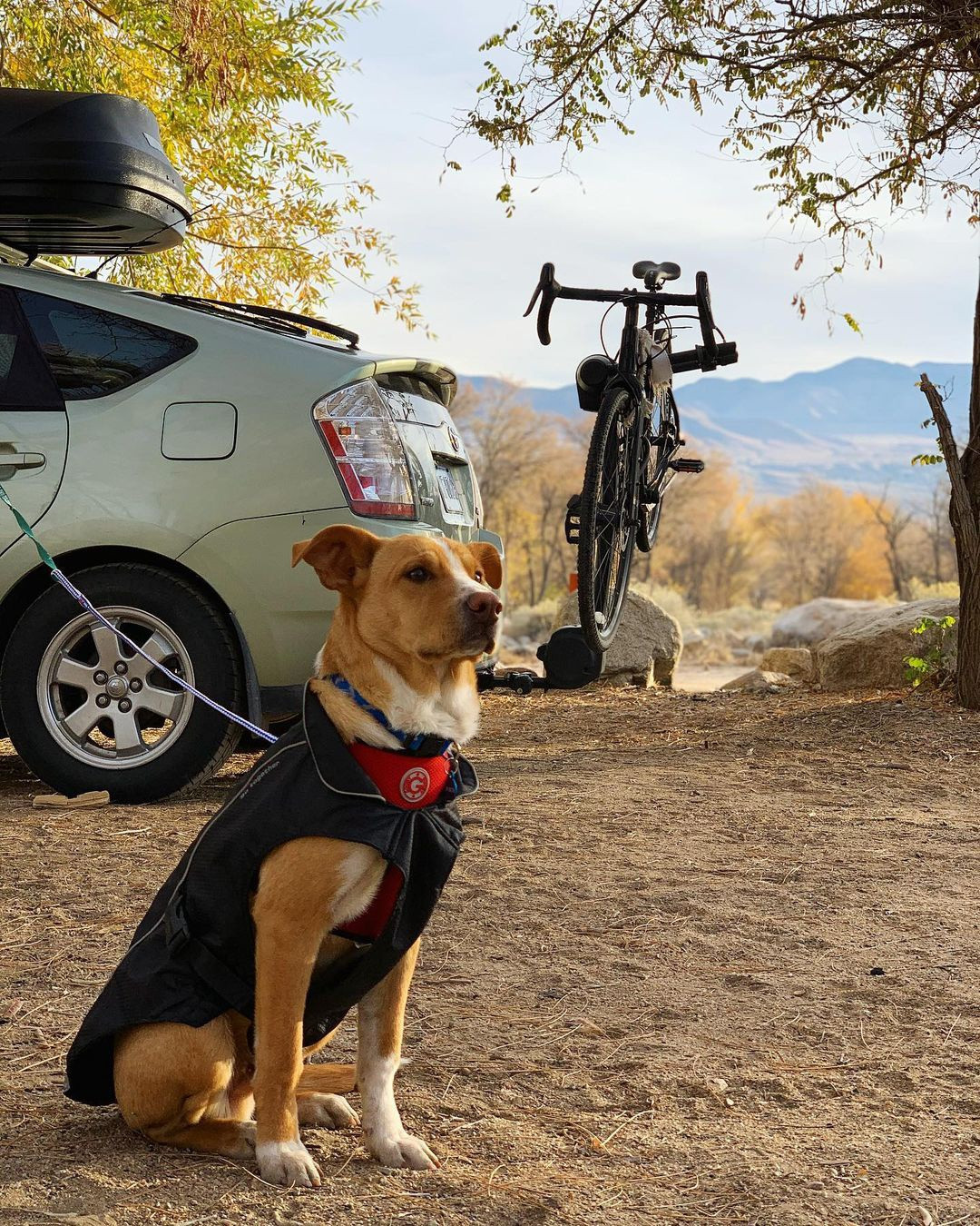 Sau khi ra về, cô không thể ngừng nghĩ về Camper. Vài ngày sau, Nikki trở lại trạm cứu hộ. Chú chó tỏ ra mừng rỡ khi thấy Nikki, nên cô quyết định nhận nuôi Camper.