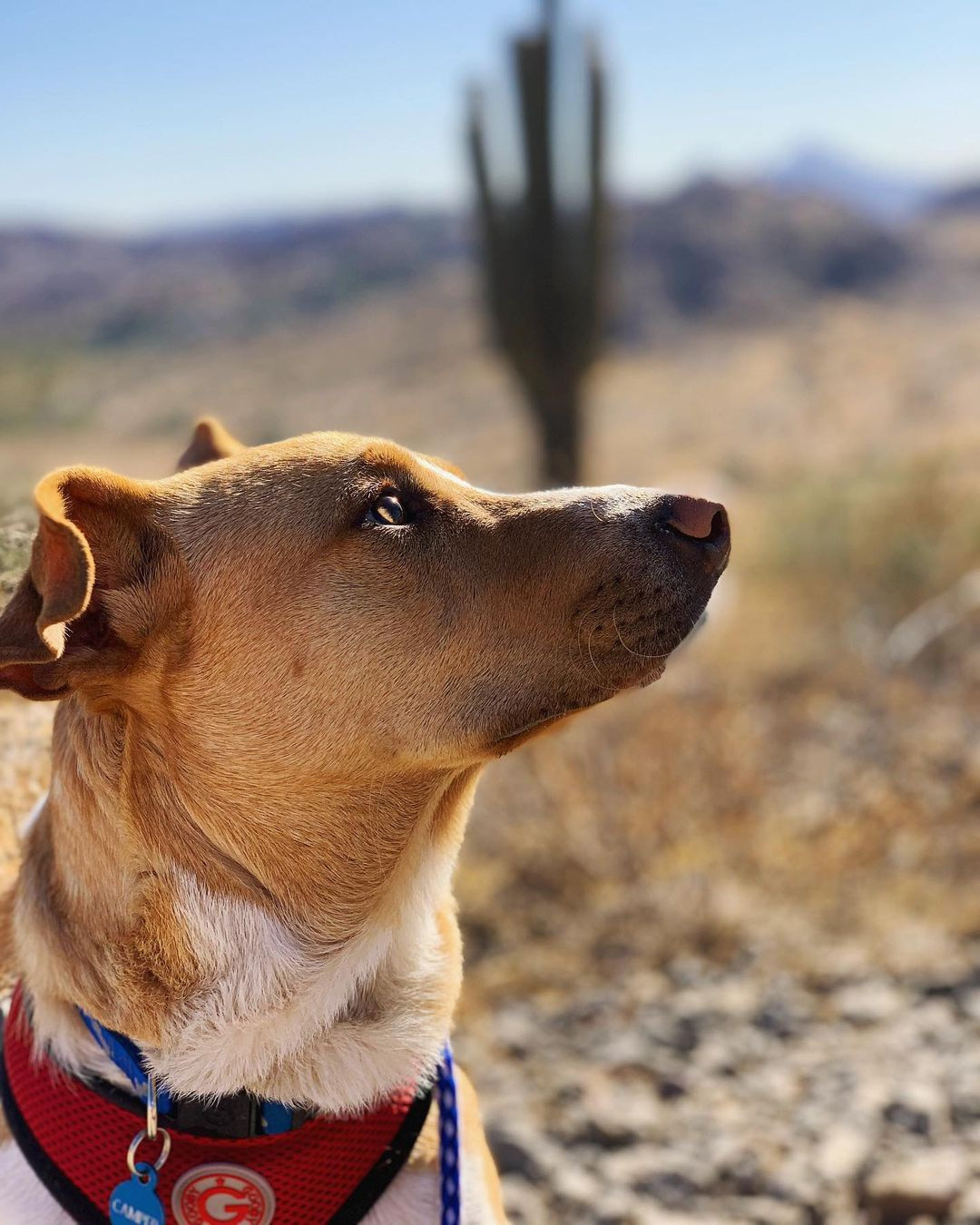 Khi cùng mẹ lái xe tìm đường leo núi ở khu vực Albuquerque, New Mexico (Mỹ) vào tháng 9 năm trước, cô thấy một chú chó chạy theo xe mình. Sau khi thấy nó chạy theo xe đến hơn 6 km, Nikki nhận ra có thể con chó chỉ có một mình và không đành lòng bỏ nó lại.