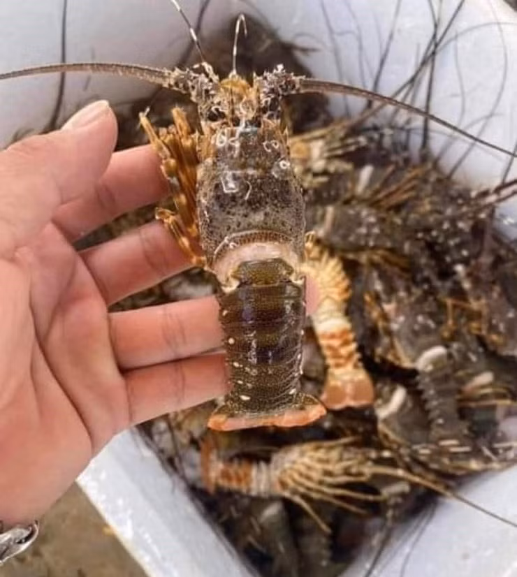 Dat mam hai san day tom cua voi gia chi 250.000 dong va cai ket-Hinh-4