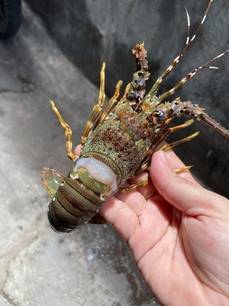 Dat mam hai san day tom cua voi gia chi 250.000 dong va cai ket-Hinh-5