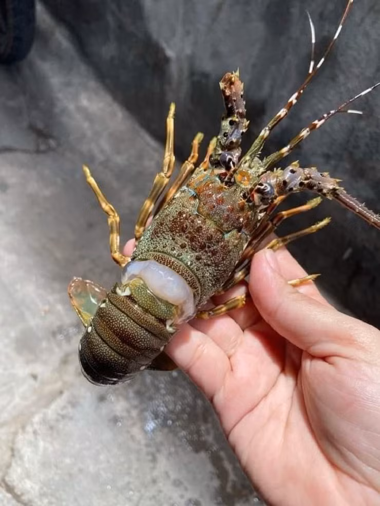 Dat mam hai san day tom cua voi gia chi 250.000 dong va cai ket-Hinh-5