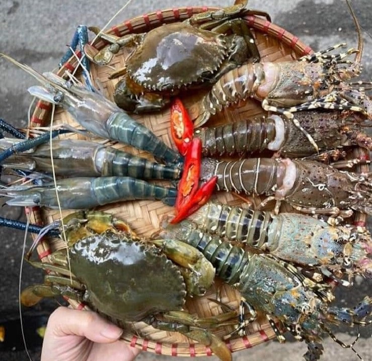 Dat mam hai san day tom cua voi gia chi 250.000 dong va cai ket