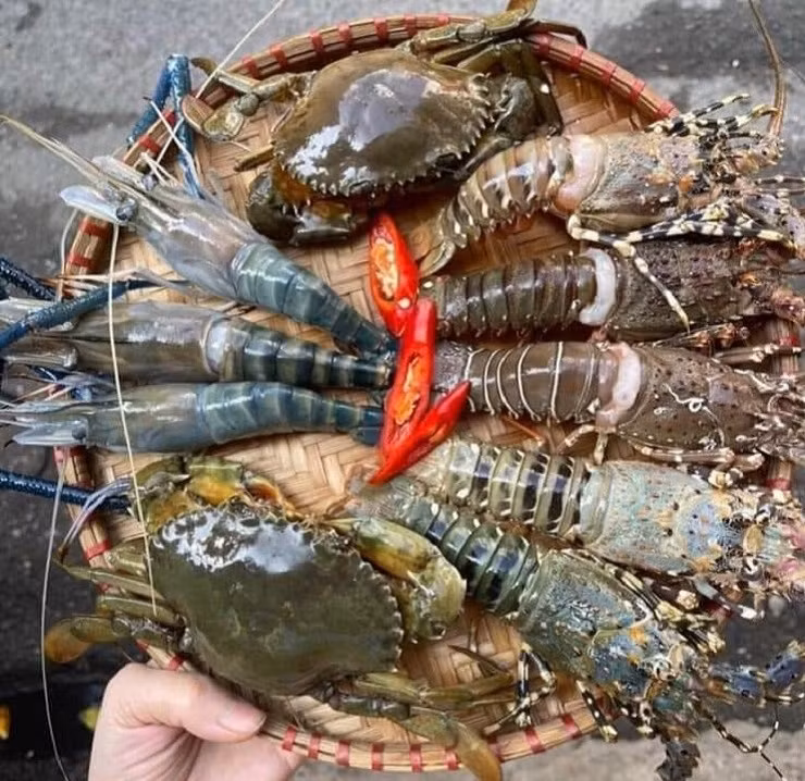 Dat mam hai san day tom cua voi gia chi 250.000 dong va cai ket