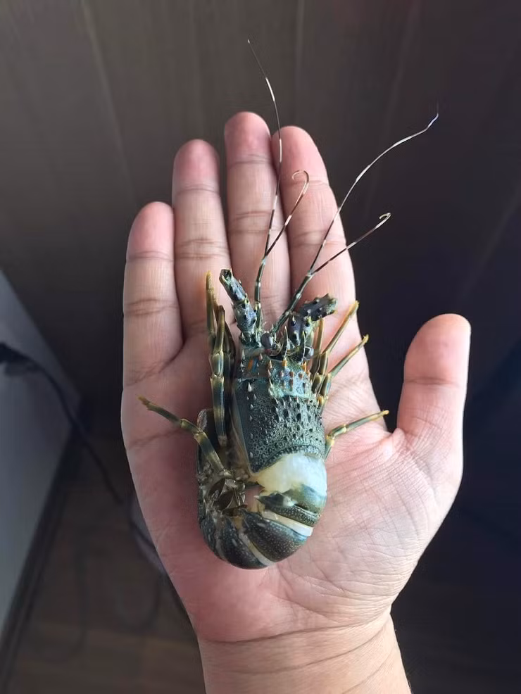 Dat mam hai san day tom cua voi gia chi 250.000 dong va cai ket-Hinh-3