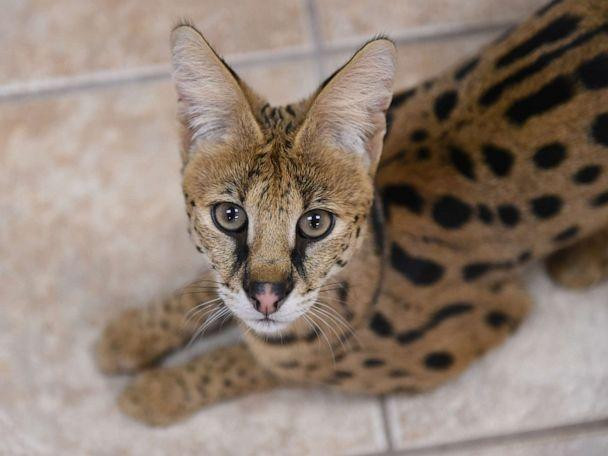 Ngu day, nguoi phu nu giat minh phat hien con meo hoang ngoi o dau giuong-Hinh-2