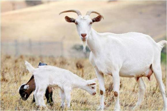 Lại thêm quý nhân phù trợ, nên chỉ cần chăm chỉ làm ăn thì mọi sự hanh thông. Đồng thời, sự nghiệp thăng tiến cũng thúc đẩy vận hành tài chính lên một tầm cao mới. 