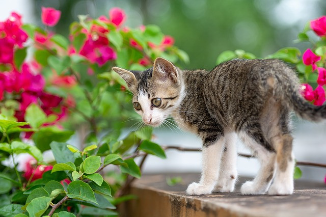 Con giáp tuổi Mão. Người tuổi Mão có tính cách tốt, vui vẻ, hoạt bát, đầu óc rất linh hoạt, lạc quan. Họ cũng khá hoạt ngôn, có tài ăn nói, rất tận tâm với tình yêu, kiên trì và không dễ dàng thay lòng đổi dạ.