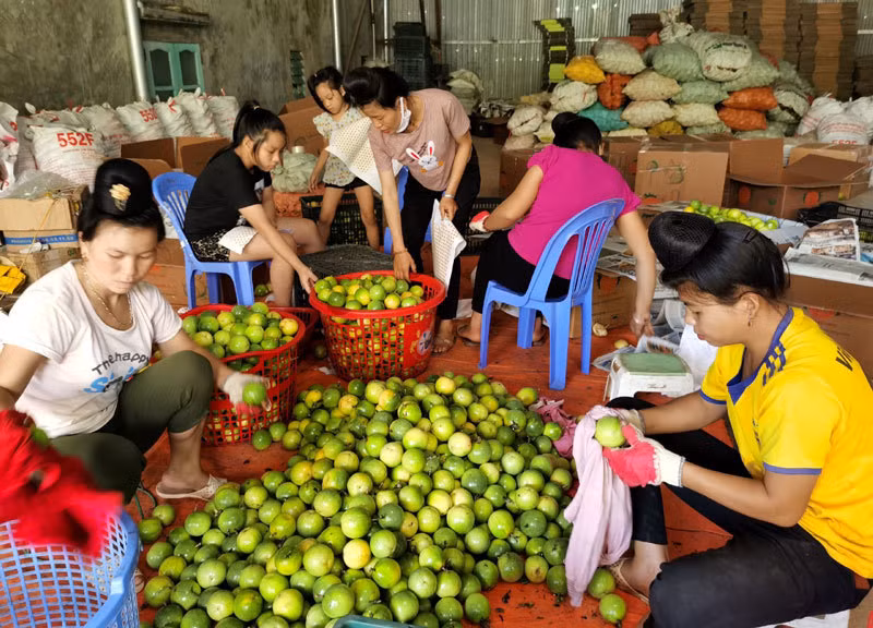 Chanh ma lai ngot, qua vang treo khap nui doi thu ve tien ty-Hinh-2