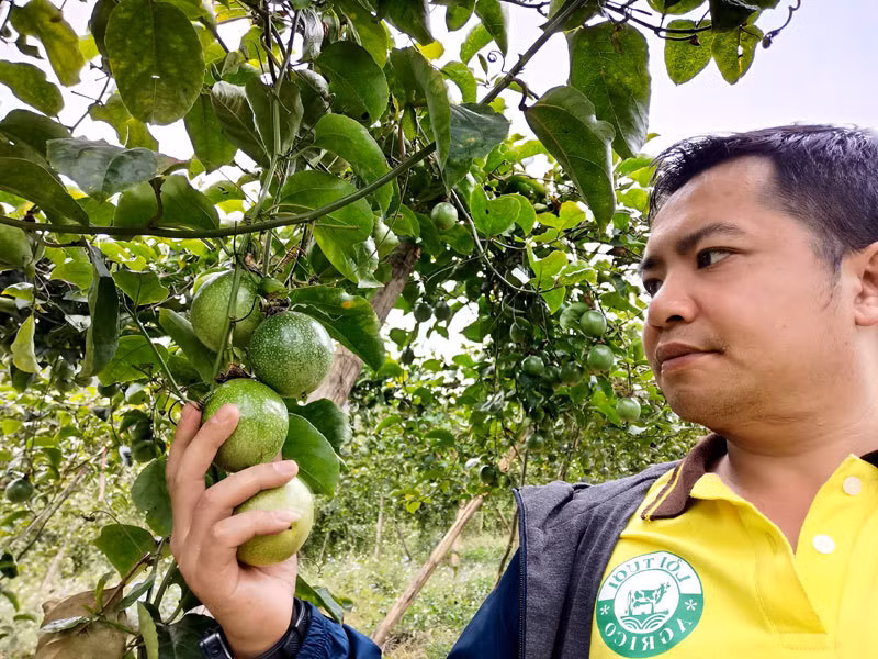 Chanh ma lai ngot, qua vang treo khap nui doi thu ve tien ty-Hinh-4