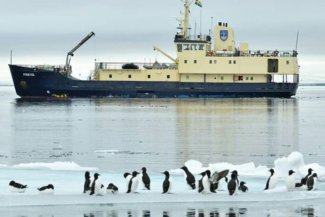 ##s###Sở dĩ chú chim cánh cụt này có màu vàng khác biệt so với đồng loại vì nó bị bệnh leucism, đây là hội chứng bạch thể - biến gen hiếm đối với sắc tố sinh học dẫn đến việc thiếu hụt sắc tố ở động vật. 