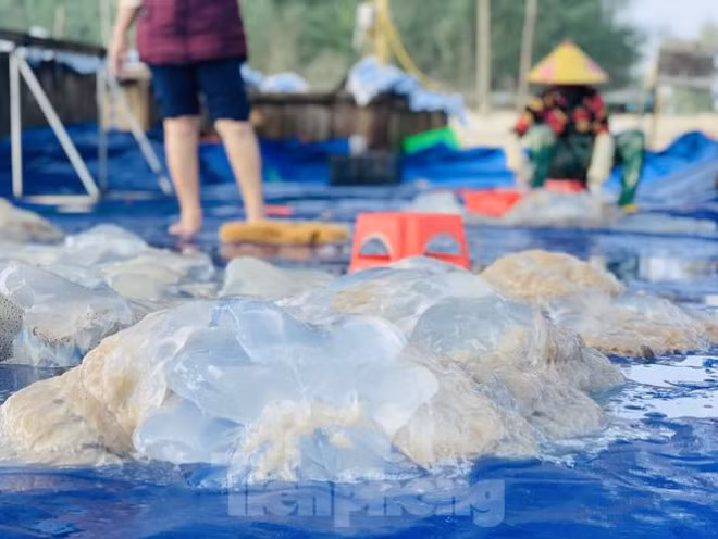 Mua sua bien, ngu dan kiem tien trieu moi ngay-Hinh-15