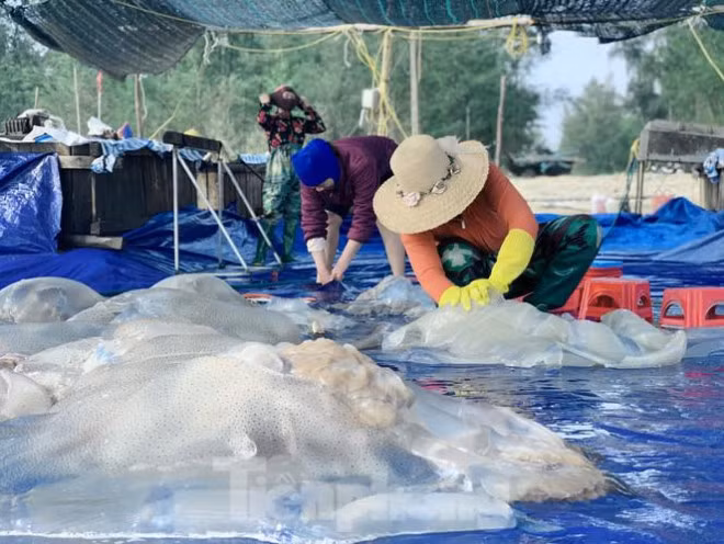 Mua sua bien, ngu dan kiem tien trieu moi ngay-Hinh-4