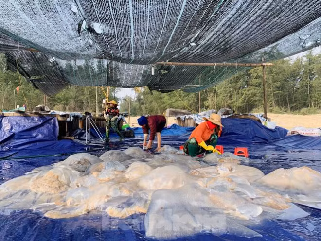 Mua sua bien, ngu dan kiem tien trieu moi ngay-Hinh-13