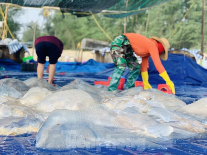 Mua sua bien, ngu dan kiem tien trieu moi ngay-Hinh-18