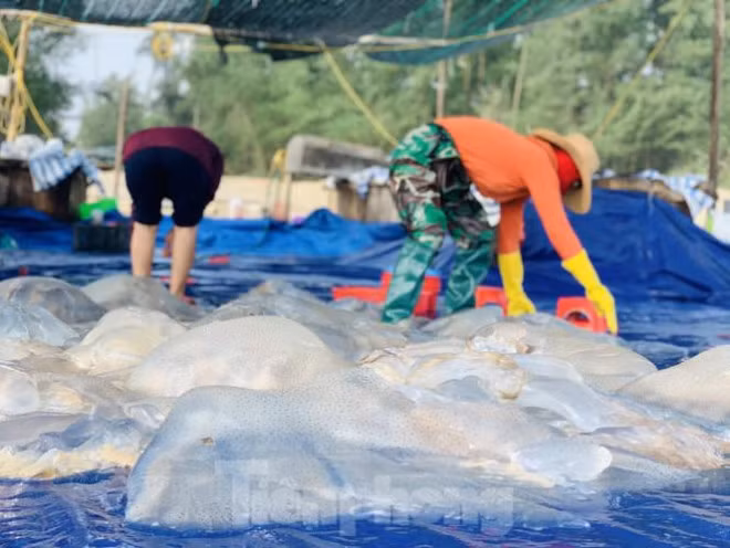 Mua sua bien, ngu dan kiem tien trieu moi ngay-Hinh-18