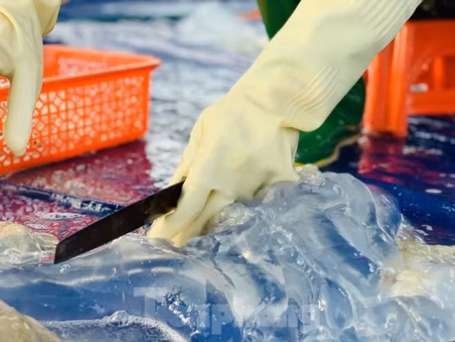 Mua sua bien, ngu dan kiem tien trieu moi ngay-Hinh-19