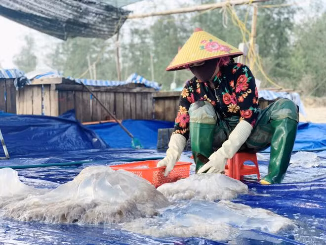 Mua sua bien, ngu dan kiem tien trieu moi ngay-Hinh-16