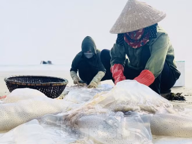 Mua sua bien, ngu dan kiem tien trieu moi ngay-Hinh-8