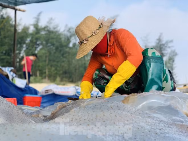 Mua sua bien, ngu dan kiem tien trieu moi ngay-Hinh-11