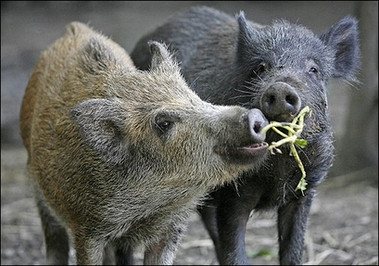 Trung Quoc nhan ban vo tinh lon rung