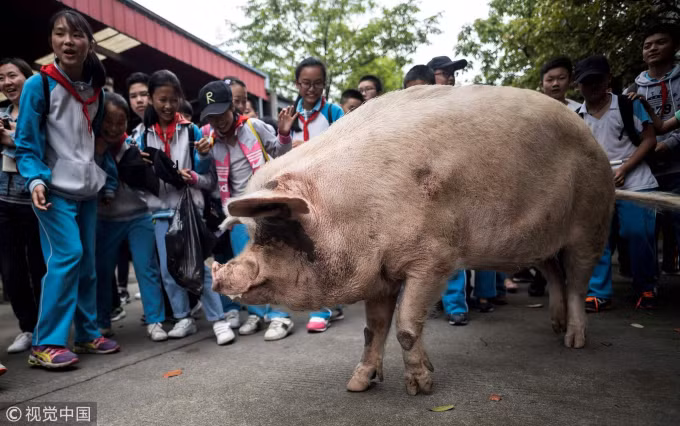Trung Quoc nhan ban vo tinh lon rung-Hinh-2