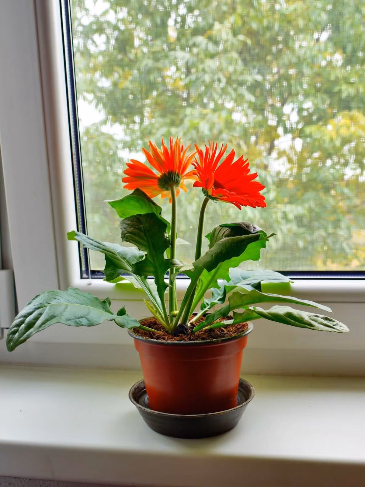 8 loai cay canh dung top hap thu chat doc-Hinh-2