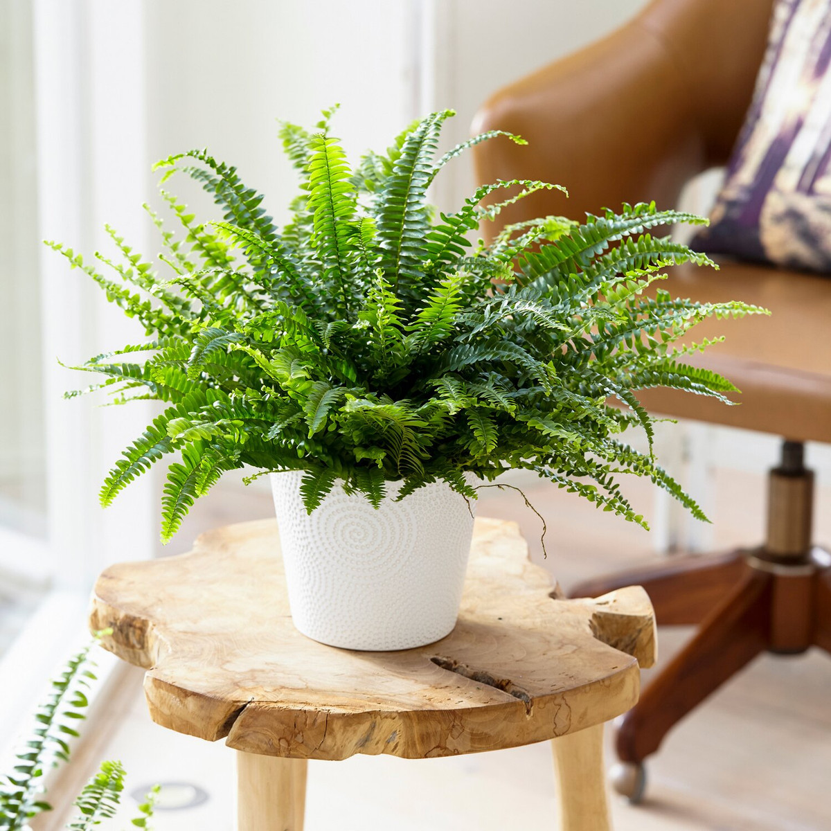 8 loại cây cảnh đứng top hấp thụ chất độc - Hình 8 8 loai cay canh dung top hap thu chat doc-Hinh-8