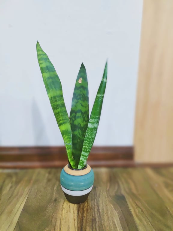 8 loại cây cảnh đứng top hấp thụ chất độc - Hình 6 8 loai cay canh dung top hap thu chat doc-Hinh-6