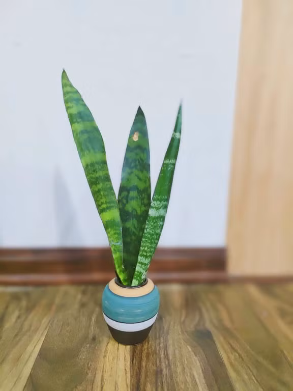 8 loai cay canh dung top hap thu chat doc-Hinh-6