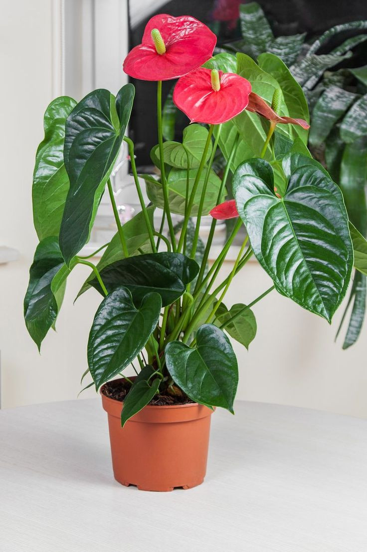 8 loại cây cảnh đứng top hấp thụ chất độc 8 loai cay canh dung top hap thu chat doc