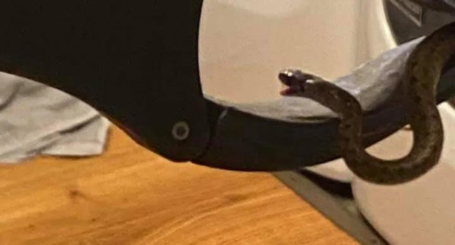 Thay ran chui gam giuong phong ngu, kiem tra phat hoang voi canh tuong ben trong-Hinh-2