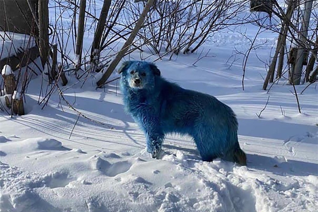 Đàn chó có bộ lông chuyển sang màu hồng xanh bất thường ảnh 1