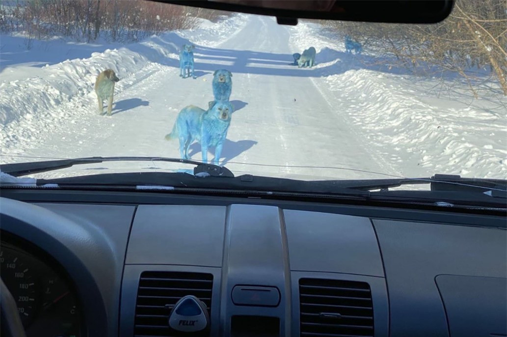 Đàn chó có bộ lông chuyển sang màu hồng xanh bất thường ảnh 3